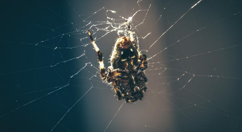 Megharapta Ivant egy mérges pók: aztán hátborzongató felfedezést tett - Fotó