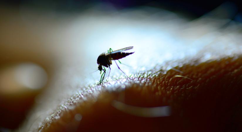 Veszélyes betgségeket terjesztenek a vérszívó szúnyogok: így védekezhetsz ellenük otthon