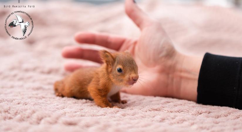 Ez az édes bébi mókus elrabolta a gondozói szívét