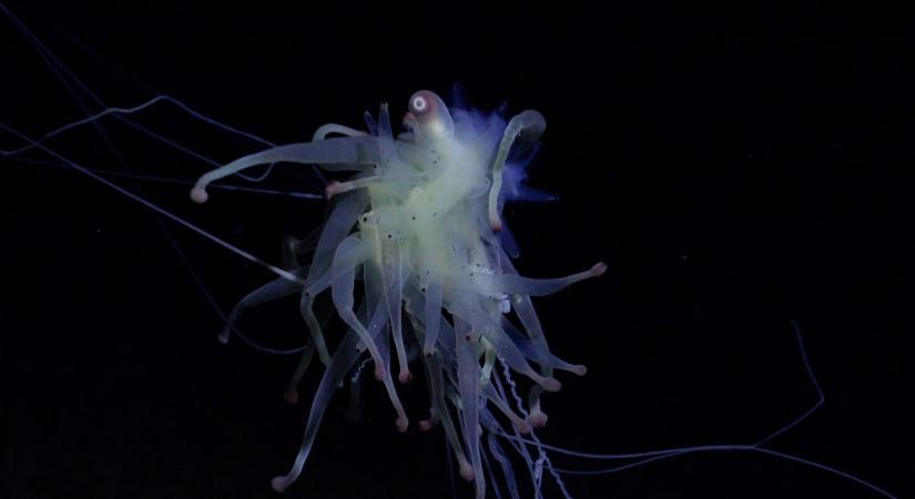Ismeretlen lényeket találtak a mélytenger sötétjében