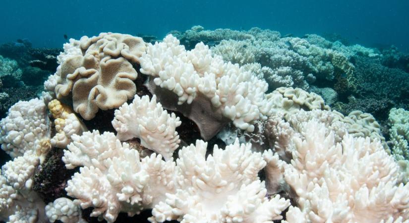 Világszerte kifehéredtek a korallok