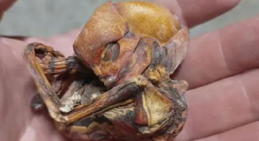 Félelmetes: mumifikálódott UFO bébi csontvázat találtak egy barlangban