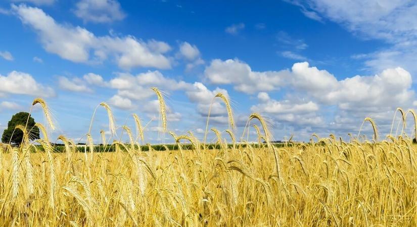 52 millió tonna ukrán gabona – kevesebb, mint tavaly
