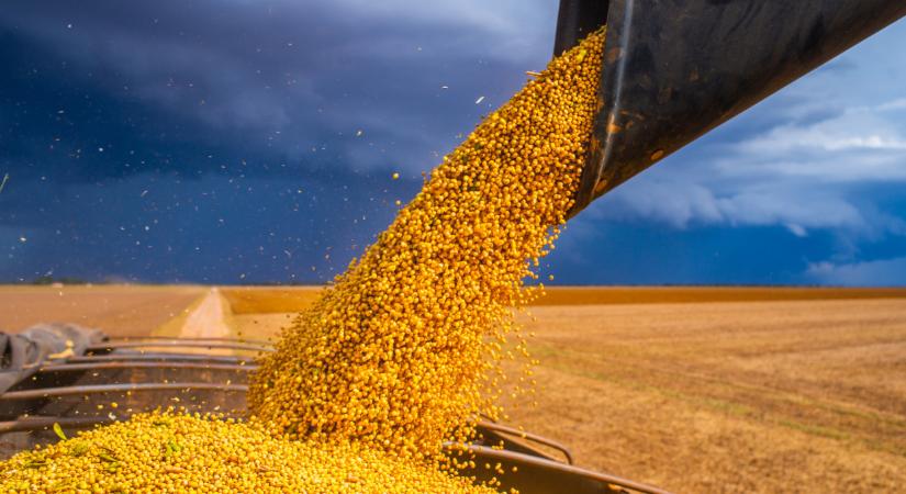 Ezt megérzi a gabonapiac: keresztbe tehetnek a két óriáscég terveinek