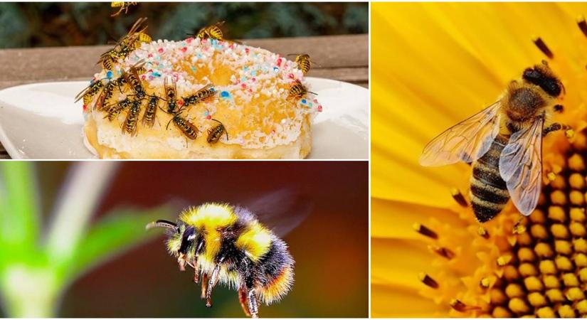 Darazsak, dongók, méhek: hogyan különböztetheted meg őket egymástól?