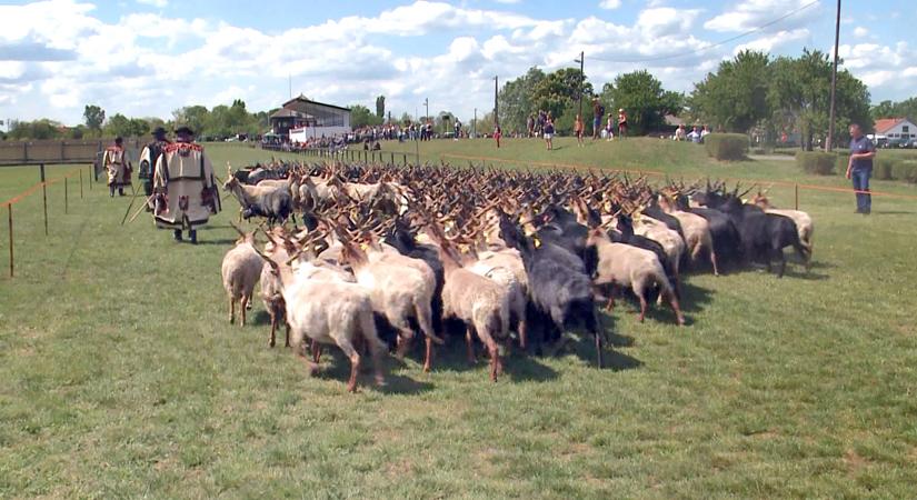 Élő pásztorhagyományok: kihajtották a jószágokat Hortobágyon