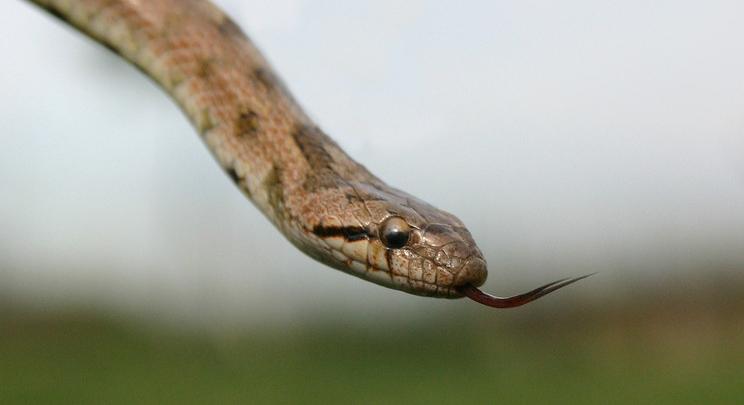 Vigyázat, egy kígyó kóborol Miskolc utcáin: videón az ijesztő állat
