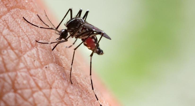 A világ lakosságának felét veszélyeztetheti a szúnyogok által terjesztett betegség