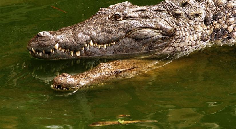 Íme a magyar gazdagok eledele: krokodil sülve-főve