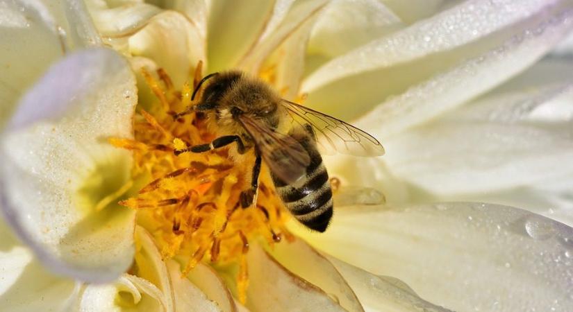 Nézzünk szét méhésztársunk háza táján! – Egy 350 családos mintaméhészet