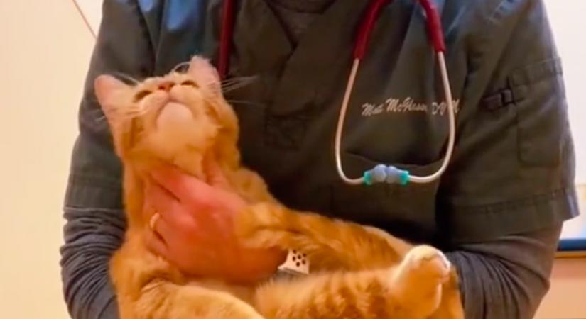 El kell altatnia a sérült macskát az orvosnak: a reakciója szívszorító - Videó