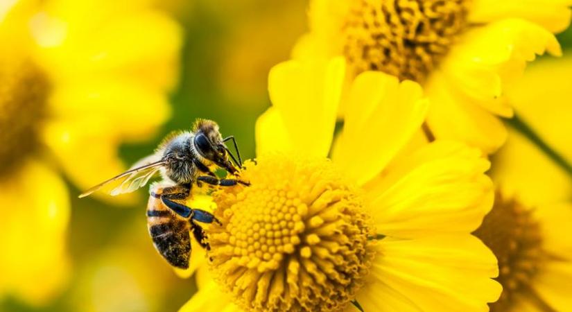 Egy méhecske élete során 450 ezer virágot poroz be - 5 megdöbbentő tény a különleges rovarokról a méhek napja alkalmából