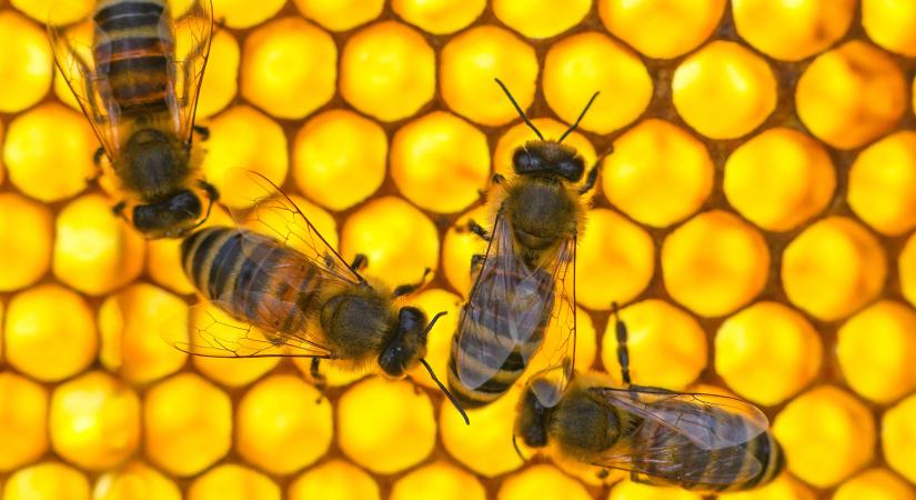 A méhek régebb óta hasznosak, mint hogy az ember lejött a fáról