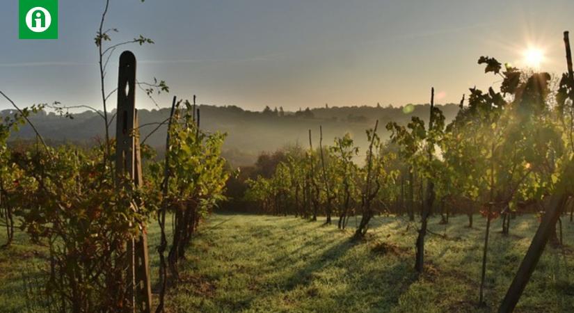 Vajon létezhet bortermelés nélkül az olasz gazdaság?