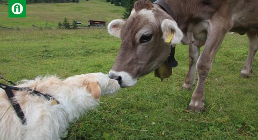 A réten vagy legelőn hagyott kutyaürülék veszélyes lehet a tehenekre