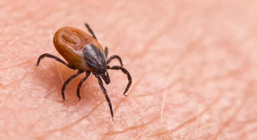 A halálos betegségeket hordozó kullancsok elszaporodására figyelmeztetnek tudósok
