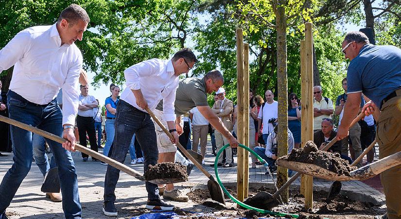 Hatméteres tölgy lett a tízezredik elültetett fa Debrecenben, a duplázás az új cél – fotókkal