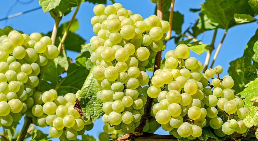Kertészeti növényvédelmi előrejelzés: veszélyben a szőlők is