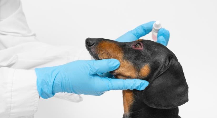 Szárazszem-betegség a kutyáknál: kezelés nélkül vaksággal is végződhet