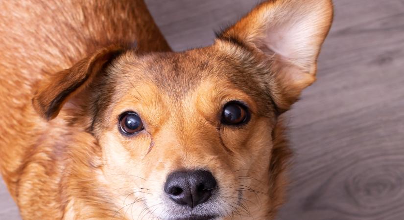 Miért nem egyenesedik ki soha bizonyos kutyák egyik füle?