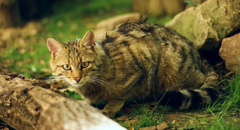 Kóbor macskák veszélyeztetik a vadmacskákat