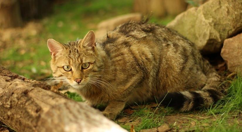 A felelős macskatartás kulcsfontosságú az Év Emlősének fennmaradásához