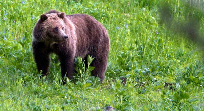 Gombaszedőre támadt egy medve egy szlovákiai erdőben