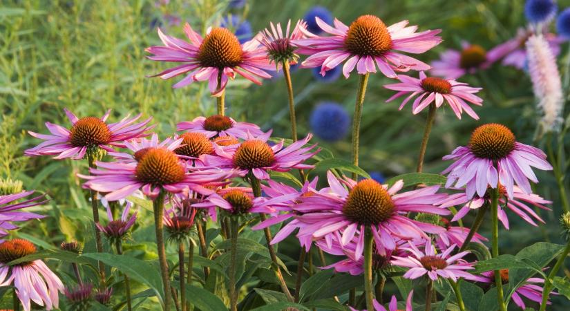 Még március vége előtt ültesd el ezt a virágot – gyönyörű lesz a kerted és erkélyed!