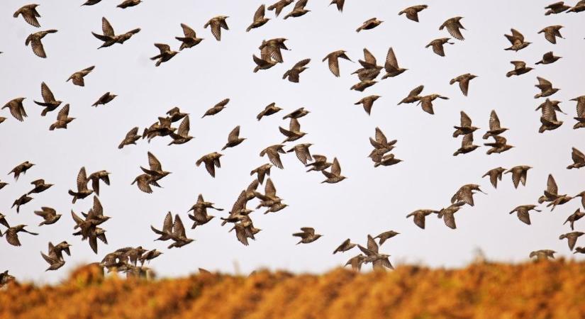 Benedek rázza a meleget? Mutatjuk, mi vár ránk valójában