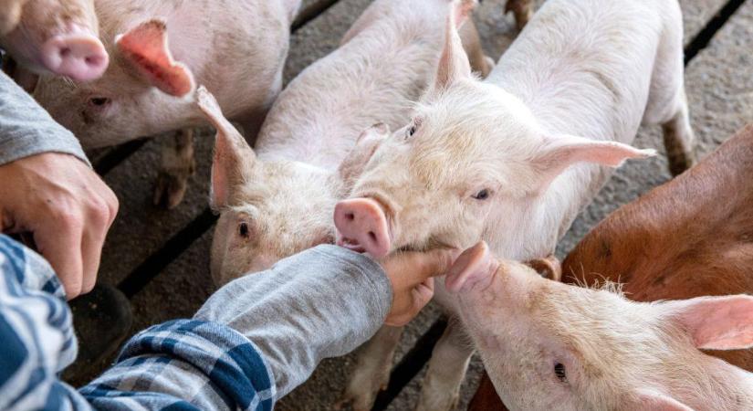 Sorra indulnak a fejlesztések a magyar agráriumban