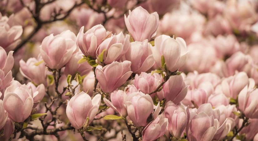 Sokan itt rontják el a tavaszi metszést, pedig könnyű elkerülni a hibát