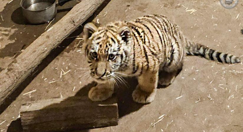 Új otthonra talált a tiszafüredi razzia során megmentett tigriskölyök
