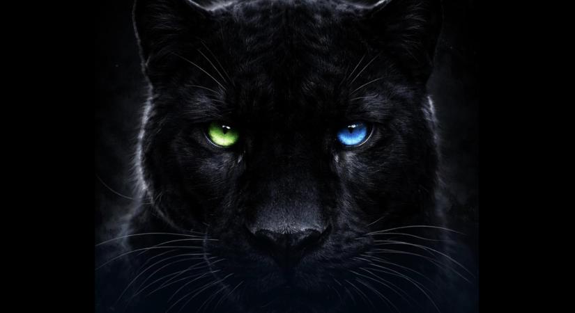 NB I: Bombaformában a social media csapatok - válogatás az Oscar-díjtól a fekete macskáig