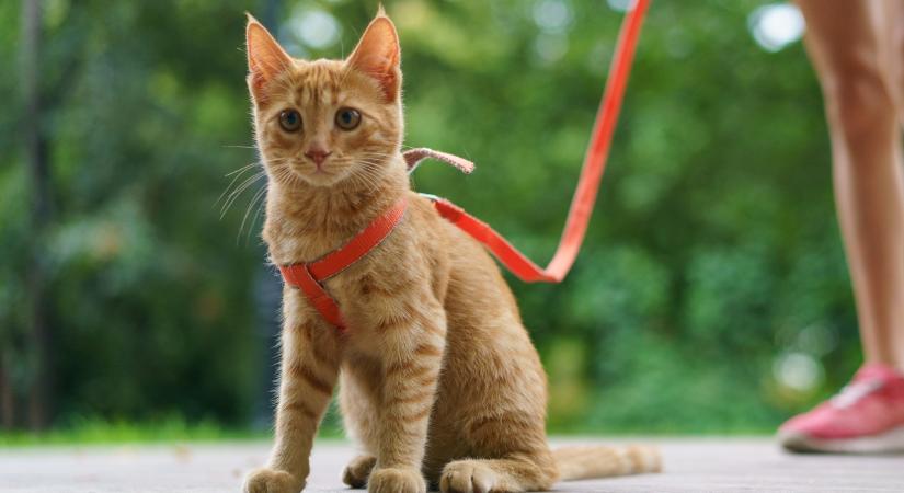 5 ok, amiért nem léteznek macskafuttatók a városokban