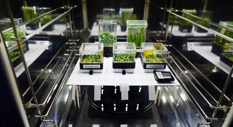 Hazatértek az első magyar űrpaprika mintái