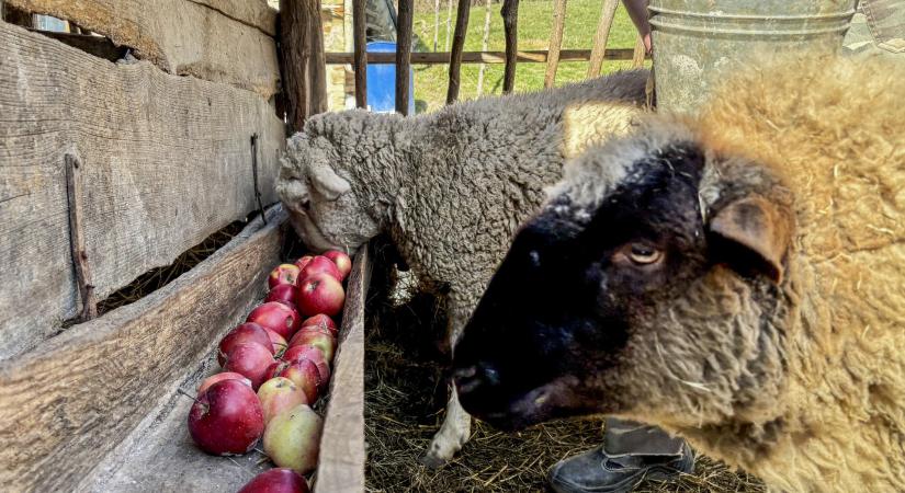 A kistermelők nem tudják eladni az almát, amit most a birkák és a disznók kapnak