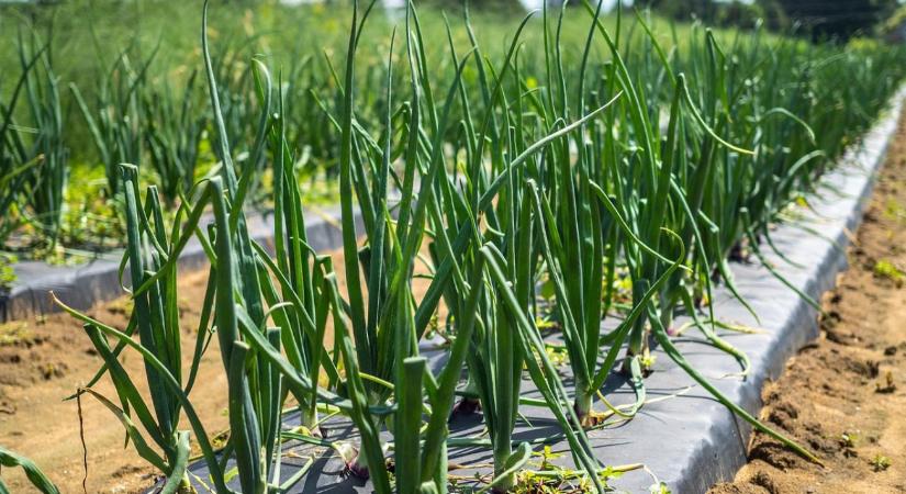 Vöröshagyma ültetés tavasszal: mikor és milyen mélyre?