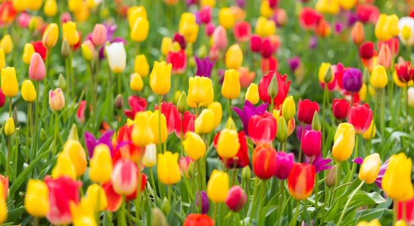 Elindult a tulipánszüret szezon: ezekre a helyekre érdemes menni 2026-ban