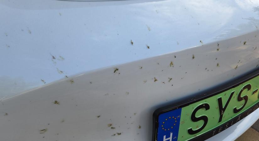 Így nyírják ki a bogarak az autód fényezését