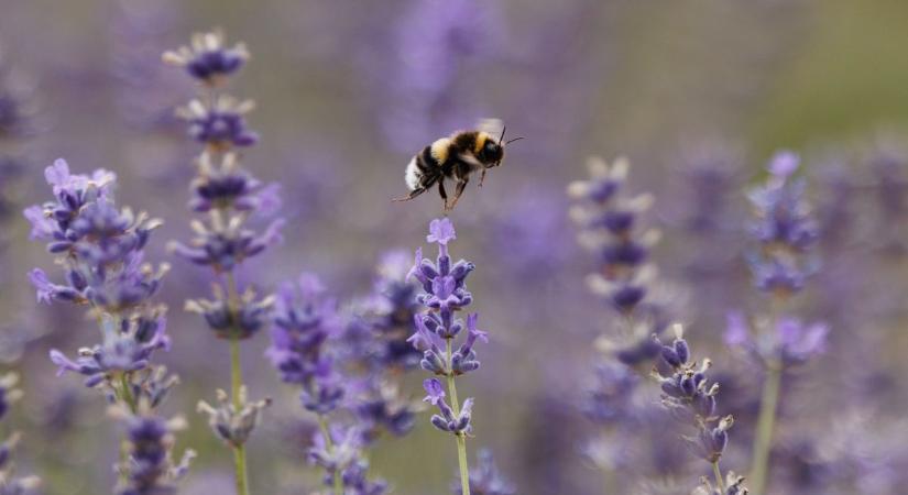A lila csoda: ezért szeretjük annyira a levendulát (videó)