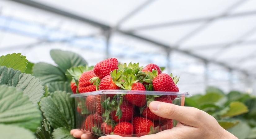 Megindult a termés, de jöhet a hidegzuhany – kérdés, lesz-e idén magyar eper