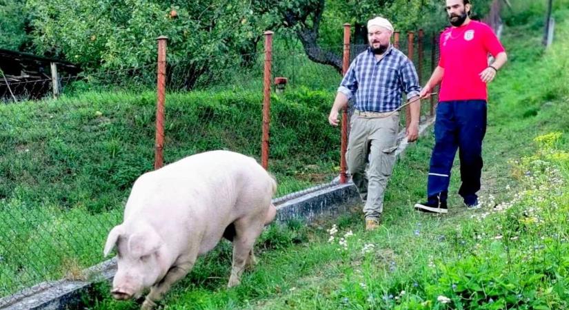 Disznó jó kolléga érkezett: Artúró már most kitúrta magának a reflektorfényt a Mi kis falunkban