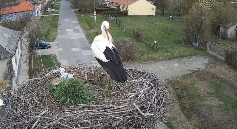 Párját várja a szerdán visszajött hatvani gólya