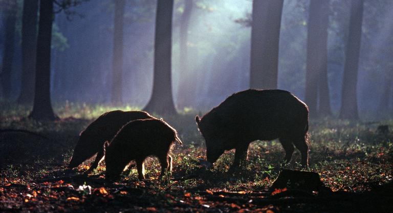 Elsüllyedt világra bukkantak Nagy-Britannia és Európa között