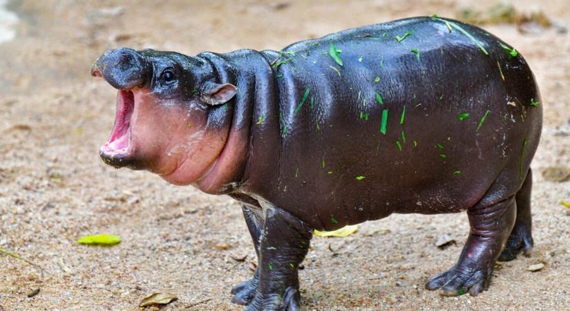 Botrány az állatkertben – vízilovak közé mászott egy férfi