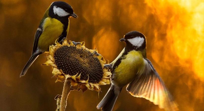 Széncinege a postaládádban? Így reagálj, mielőtt baj történik! (videó)