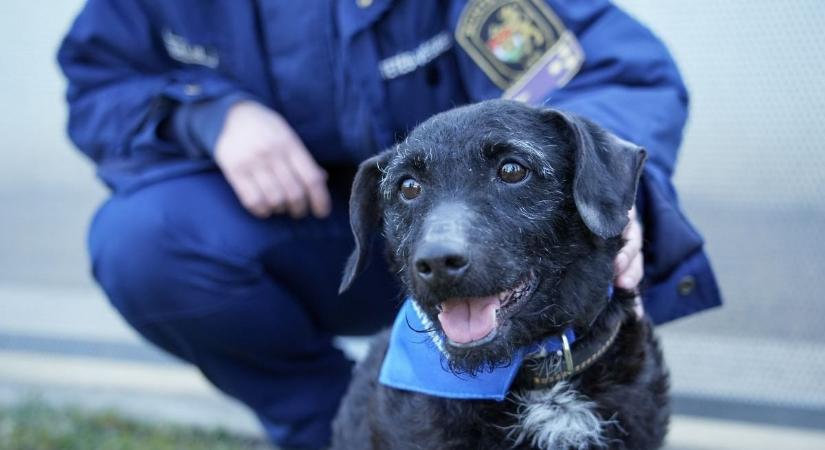 Második esélyt kapnak, megérkeztek a mentett kutyák a börtönbe