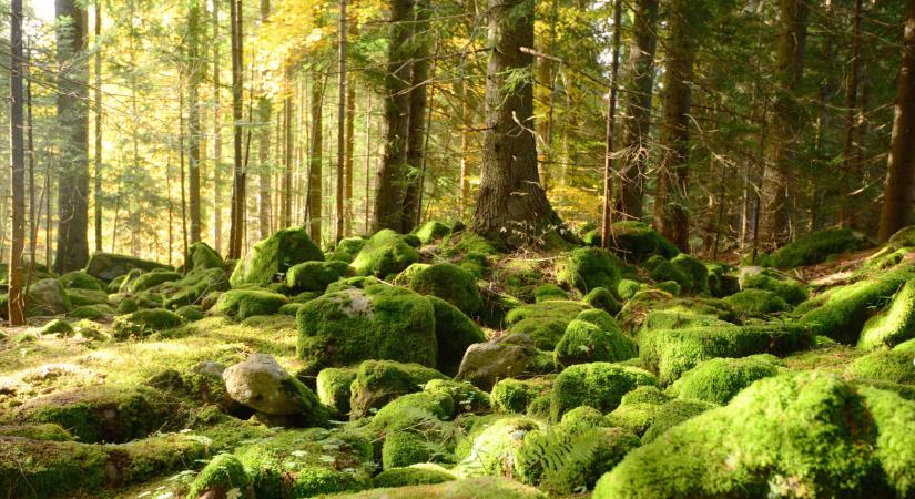 Így tartanák vissza a vizet a magyar térségben: komoly terv látott napvilágot