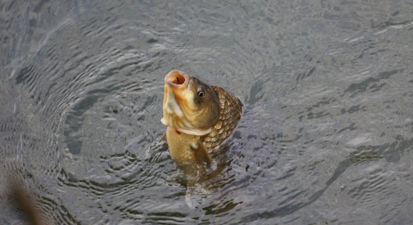 Vége a vízelvezetés korának: radikális fordulat jön a magyar halastavakon