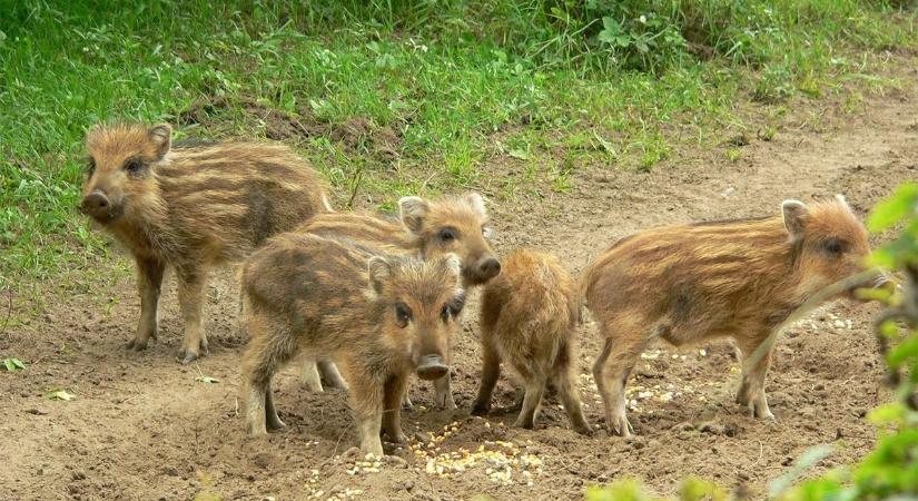 A cuki csíkos brigád felrobbantotta a netet! Elképesztő videó a vadmalacóvodáról